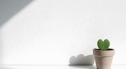 Heart shaped succulent plant in pot with wide negative space on white background
