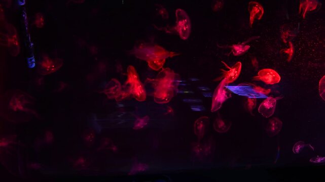 Moon Jelly Fish clear body in large aquarium tank, having different light color effects while swimming in the water on isolated black background.