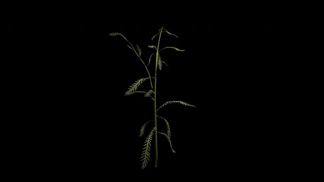 Achillea Millefolium flower tree swaying in summer and spring wind, realistic animation with transparent background and alpha channel in 4k