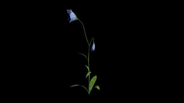 Bellflower flower tree swaying in summer and spring wind, realistic animation with transparent background and alpha channel in 4k