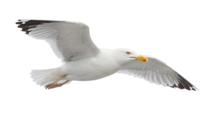 White Seagull Flying with Yellow Beak and Dark Wingtips isolated PNG with Transparent Background