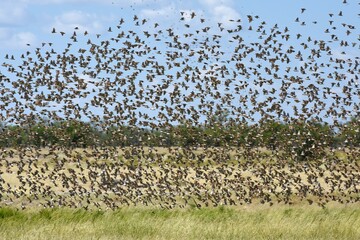 Ein Schwarm Blutschnabelweber (quelea quelea) fliegt zum Wasserloch im Etoscha Nationalpark