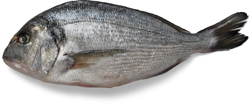 Dorado Fish: Pristine image captures a dorado fish, showcasing its sleek silver scales, streamlined body, and the intricate details of its fins, ready for culinary adventure.