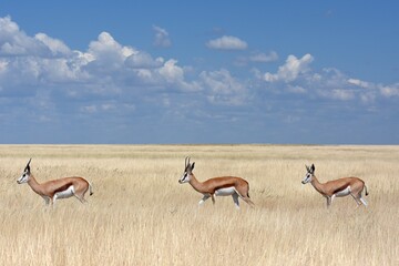 Springbockherde (Antidorcas marsupialis) im Etoscha Nationalpark in Namibia © anni94