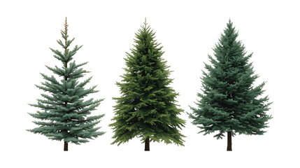 An isolated green fir tree illustration featuring a snow-covered evergreen spruce branch for a winter forest landscape and festive Christmas holiday celebration scene