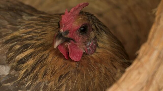 닭, 버드, 암탉, 농장, 부리, 수탉, 가금, animal, 고개, red, 갈색, 깃털, 눈, 근접, 계란, 가축, 고기