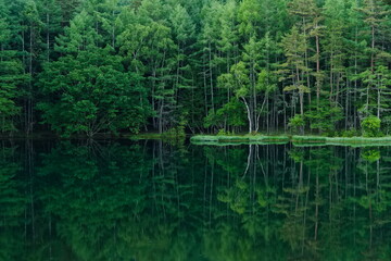 reflection of trees on the lake