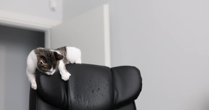 Naughty tabby kitten biting and scratching a leather armchair at home