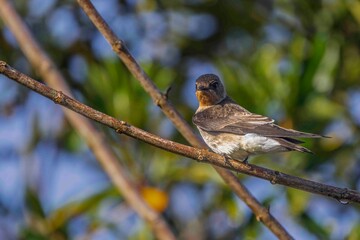 A young swallow is perched on a tree branch, enjoying a sunny morning.