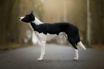 Black and white Border Collie photographed outdoors in a natural setting. Calm and attentive dog with athletic body, expressive eyes and soft blurred background, creating a moody and natural atmospher