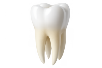 Human molar showing pristine enamel crown and root structure representing dental health and oral hygiene practices