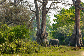 Wild elephant in the woods