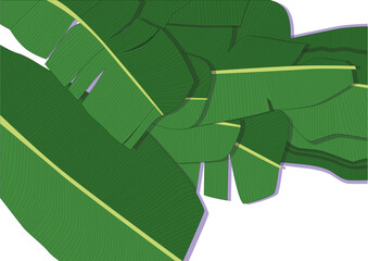 banana leaf fresh on white background illustration vector