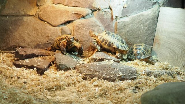 Russian Agrionemys steppe tortoise Testudo horsfieldii, Afghan or endemic Central Asian four-clawed tortoise, four-toed or Horsfield tortoise, is threatened species of tortoise in family Testudinidae