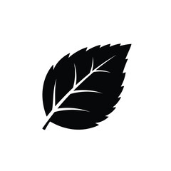 Black serrated leaf silhouette with white veins on white background