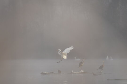 Grande aigrette en vol 