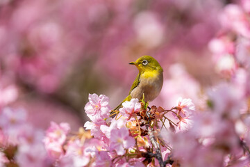 white eyes bird among pink flowers