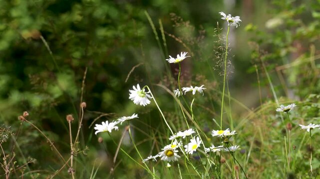 Camomiles on summer field closeup