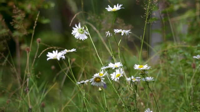 Camomiles on summer field closeup
