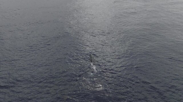 A young humpback whale stressed at the ocean surface, going back up and down the deep sea while the tropical sun hits the water.