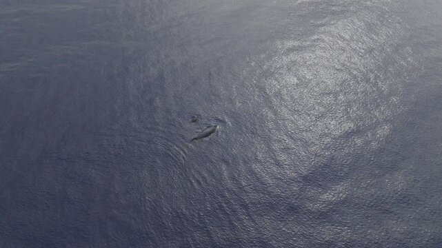 Magnificent humpback whale mother and calf appear from the deep blue sea with the midday sun reflecting on the ocean surface.