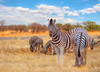 Obraz premium A group of zebras standing among the yellow grass in Etosha National Park in Namibia, in the African savannah, during a safari - Etosha National Park, Namibia