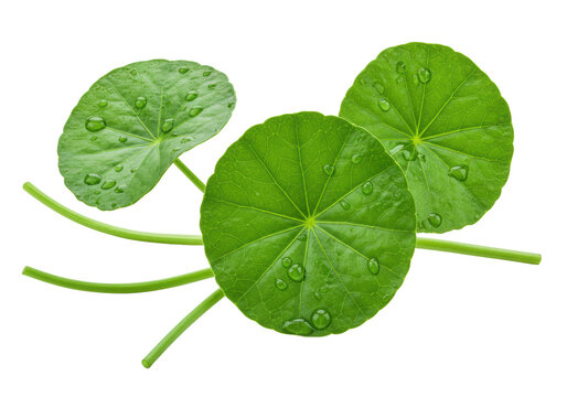 Three vibrant emerald green Centella asiatica (Gotu Kola) leaves with water droplets, artfully arranged and isolated on a transparent background with copy space, organic wellness concept