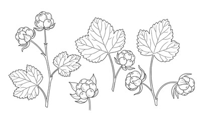 Arctic cloudberry outline botanical vector illustration isolated on white background © Najmul