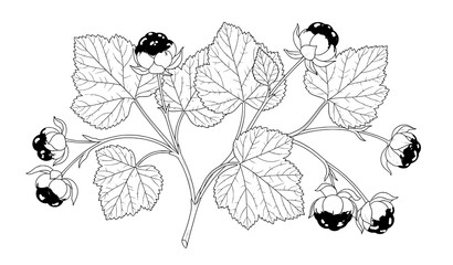 Cloudberry plant outline illustration arctic wild berry botanical vector © Najmul