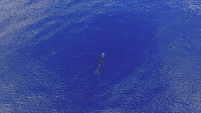 A humpback whale calf finds itself alone and lost in the middle of the deep blue sea.
