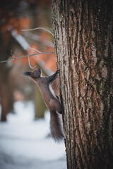 Squirrel on a snowy tree. The squirrel runs straight up the tree.