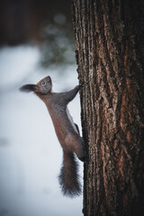 Squirrel on a snowy tree. The squirrel runs straight up the tree.