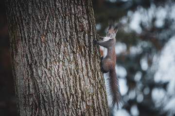 Squirrel on a snowy tree. The squirrel runs straight up the tree.