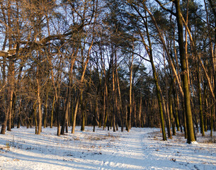 winter forest in the snow
