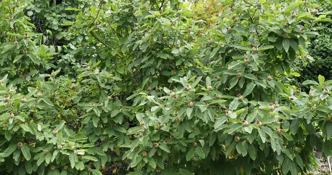 Mespilus germanica | Gemeine Mispel | Mispelbaum | Deutsche Mispel | Mispelbaum. Breit klein Obstbaum mit essbaren, kugelf&ouml;rmigen, orangebraunen Fr&uuml;chten behaart mit langen Bl&uuml;tenbl&auml;ttern
