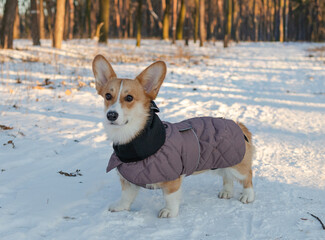 corgi dog in snow