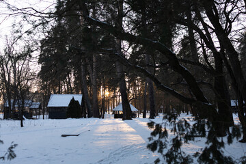 winter in the forest