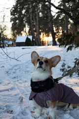 corgi dog in snow