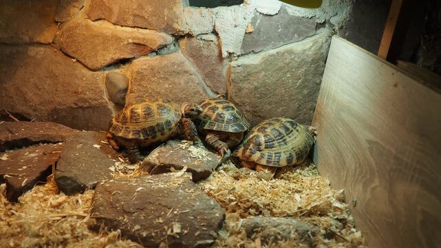 Russian Agrionemys steppe tortoise Testudo horsfieldii, Afghan or endemic Central Asian four-clawed tortoise, four-toed or Horsfield tortoise, is threatened species of tortoise in family Testudinidae