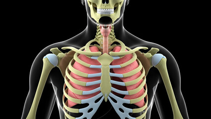 Human Skeleton with Lower Back Pain