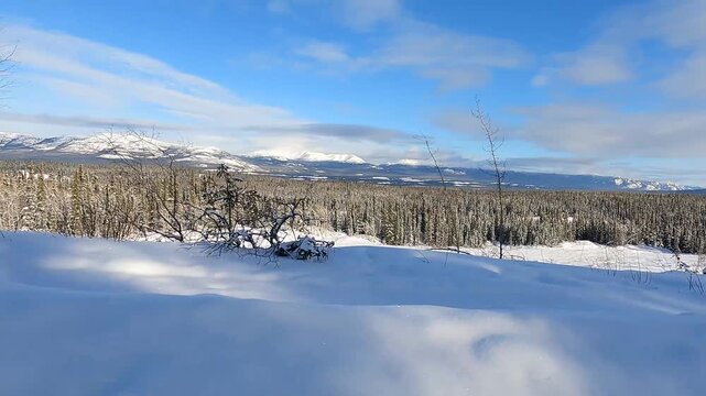 A dynamic side shot of a snowmobile and rider maneuvering on a snowy trail through a dense forest of bare deciduous trees and evergreen pines near Mount Sima in Whitehorse, Yukon, Canada, on a sunny