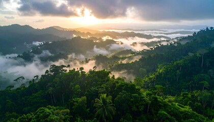 Aerial shot of a lush green tropical rainforest blanketed in mist at sunrise