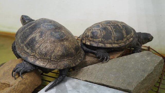 European pond turtle Emys orbicularis, European pond terrapin and the European pond tortoise, is a species of long-living freshwater turtle in the family Emydidae. Endemic to the Western Palearctic.