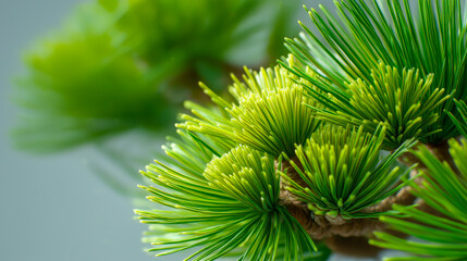 Macro pine needles on evergreen branch