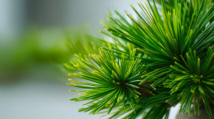 Macro Pine Needles Macro Texture