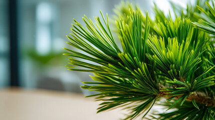 Macro pine needles on evergreen branch indoors