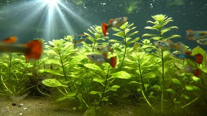 Guppy Fishes Swimming in Aquarium With Green Plants