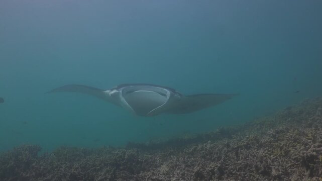 Reef manta ray (Mobula alfredi) swims above the reef, passes close to the camera, and jerks as a cleaner fish bites harder than usual.