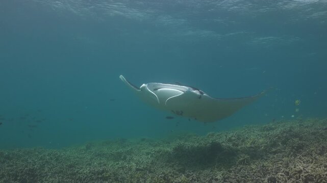 Reef manta ray (Mobula alfredi) slowly makes a full circle above the reef, filmed from the side and slightly below.