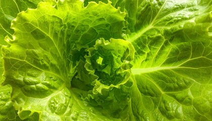 Close-up of Fresh Green Lettuce Leaves in a Garden.